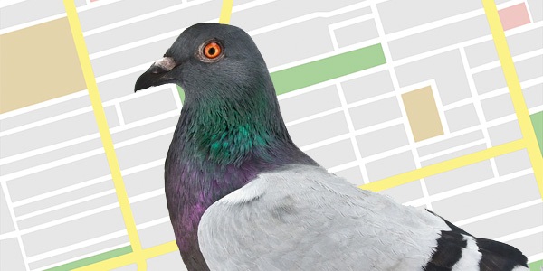 Google Pigeon update hits the UK 